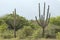 Cactus in the desert Unare Lagoon Venezuela