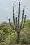 Cactus in the desert Unare Lagoon Venezuela