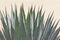Cactus detail
