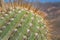 Cactus Detail With Big Thorns