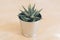 Cactus in detail, habortia plant in a metallic top, wooden background. Scandinavian style