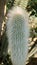 Cactus details - cactuses green house at the Botanical garden in Bucharest