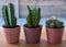 Cactus display. The pots are hand painted in Annie Sloan chalk paint and the project was done during Coronavirus lockdown.