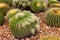 Cactus displayed in the garden of many colors