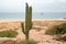 Cactus on Divorce Beach at Lands End in Cabo San Lucas in Baja California Mexico