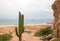 Cactus on Divorce Beach at Lands End in Cabo San Lucas in Baja California Mexico