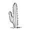 Cactus doodle hand drawn