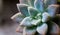 Cactus with droplet macro shot