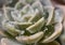 Cactus with droplets, Freshness