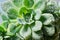 Cactus Echeveria water droplets on leaves