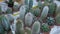 cactus Echinocactus grusonii in the garden, close-up. selective focus