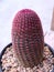 Cactus Echinocereus rigidissimus Rainbow cactus