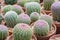 Cactus Echinocereus rigidissimus var.rubispinus, grown in pots in greenhouses