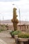 Cactus Echinopsis atacamensis