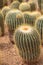 Cactus Echinopsis calochlora