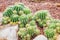 Cactus - Echinopsis calochlora (Cactaceae)