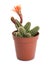 Cactus Echinopsis chamaecereus with beautiful red flower in pot on white