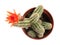Cactus Echinopsis chamaecereus with beautiful red flower in pot on white background