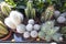 Cactus echinopsis chamaecereus plant close up in flowerpot