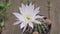 Cactus Echinopsis Oxigona in beautiful bloom - White - purple flower. Concept of growing cactus at home