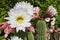 Cactus Echinopsis Spachiana blooming