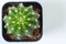 The cactus: Echinopsis subdenudata