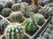 Cactus Echinopsis subdenudata with woolly bud