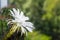 Cactus echinopsis tubiflora illuminated by soft evening sunlight, floral background, selective focus, close up