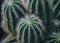 Cactus echinopsis tubiflora, selective focus, close up