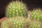 Cactus echinopsis tubiflora, selective focus, close up