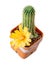 The cactus echinopsis with yellow flower in a pot