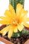 The cactus echinopsis with yellow flower in a pot