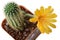 The cactus echinopsis with yellow flower in a pot