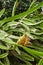 Cactus with edible fruit pitahaya vertical photo, dragon fruit grow thailand tropical plant