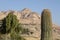 Cactus in Ein Gedi, dead sea, Israel