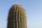 Cactus in Ein Gedi, dead sea, Israel