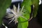 Cactus Epiphyllum anguliger. rare night queen flower