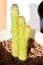 Cactus , ERIOCEREUS Harrisia jusbertii or cactus or Fairytale castle or Cereus peruvianus