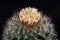 Cactus Escobaria aguirreana with flower isolated on Black.