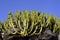 Cactus Euphorbia canariensis