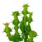 Cactus, Euphorbia grandicornis isolated on white background