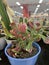 Cactus - Euphorbia Lactea Cristata