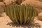 Cactus, Euphorbia, at Spitzkoppe, Erongo Mountains, Namibia