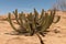 Cactus, Euphorbia, at Spitzkoppe, Erongo Mountains, Namibia