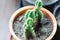 Cactus , Fairytale castle or Cereus peruvianus