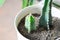 Cactus , Fairytale castle or Cereus peruvianus