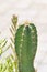 cactus , Fairytale castle or Cereus peruvianus
