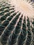Cactus family - big round prickly cactus with two baby cacti, botanical garden