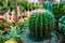 Cactus, family Cactaceae, plural cacti or cactuses, flowering plant family order Caryophyllales with more than 2,000 species