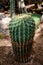 Cactus family plants, different shapes
